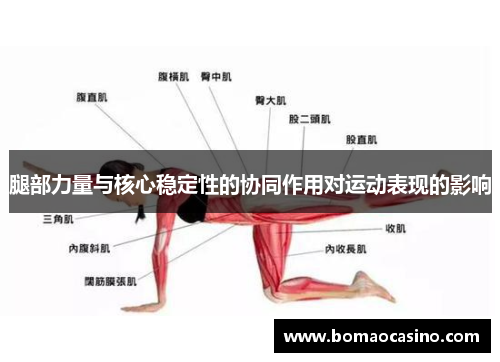 腿部力量与核心稳定性的协同作用对运动表现的影响